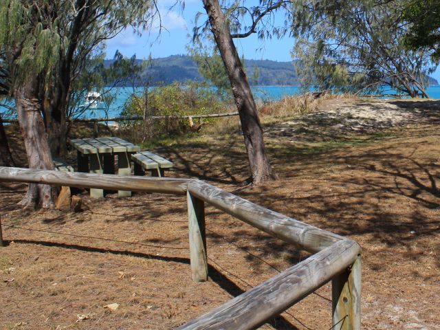 Set up camp among the casuarina trees at Northern Spit camping area.