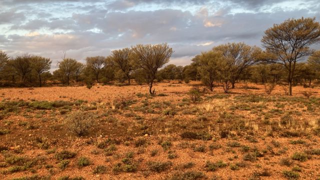 Image of the changing colours of the soft mulga woodlands at sunset. 