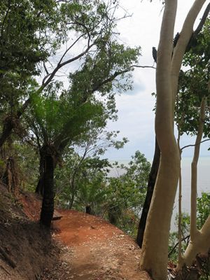 Photo of a trackside bench next to the Corymbia walking track. 