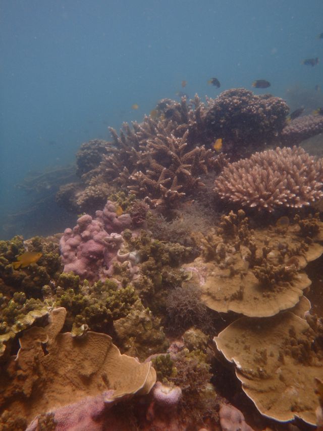 Photo of coral fringing the reef at Arthur Bay.