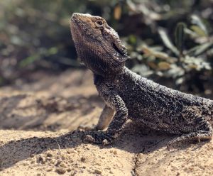 Bearded dragons share the sandy management trails with walkers. Please give them space.