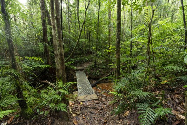 Bridge on Andrée Griffin walking track
