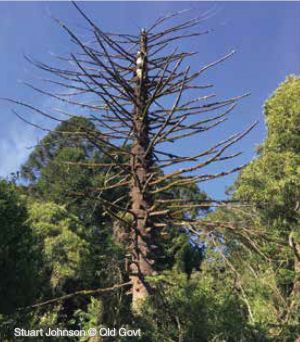 Shows Bunya pine tree dieback