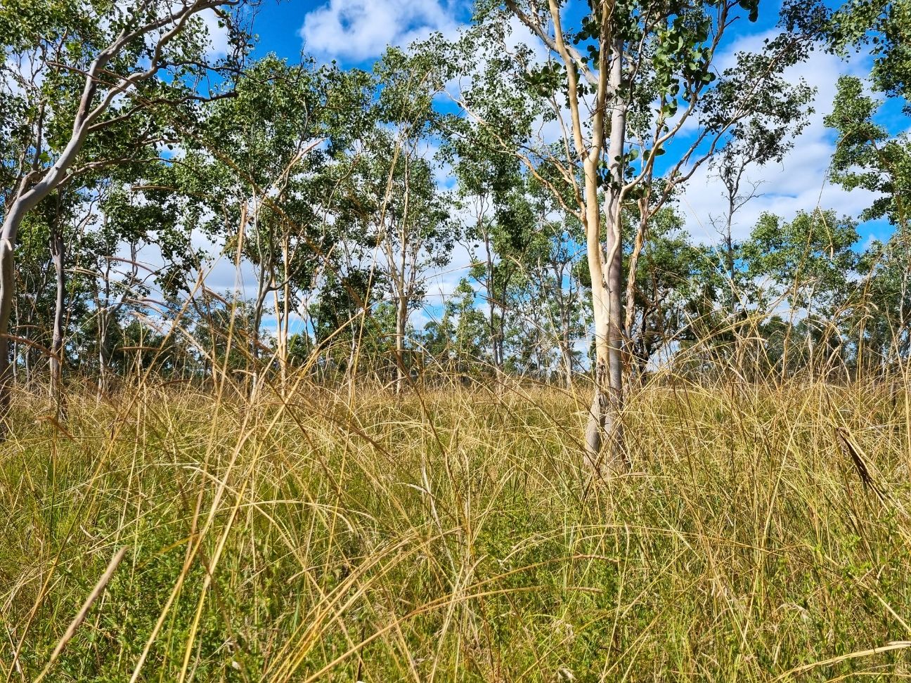 Photo of tall grass in the foreground with gum trees in the background