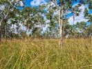 Photo of tall grass in the foreground with gum trees in the background