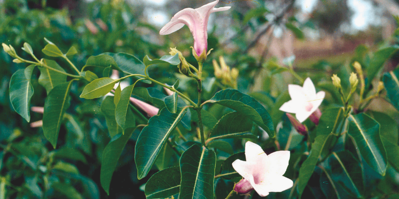 Rubber vine plant with three white and pink flowers.