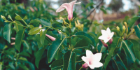 Rubber vine plant with three white and pink flowers.