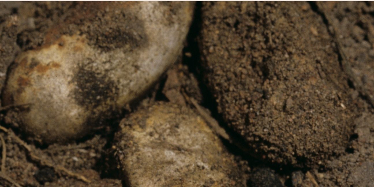 Three oval shaped white eggs with dirt on them.