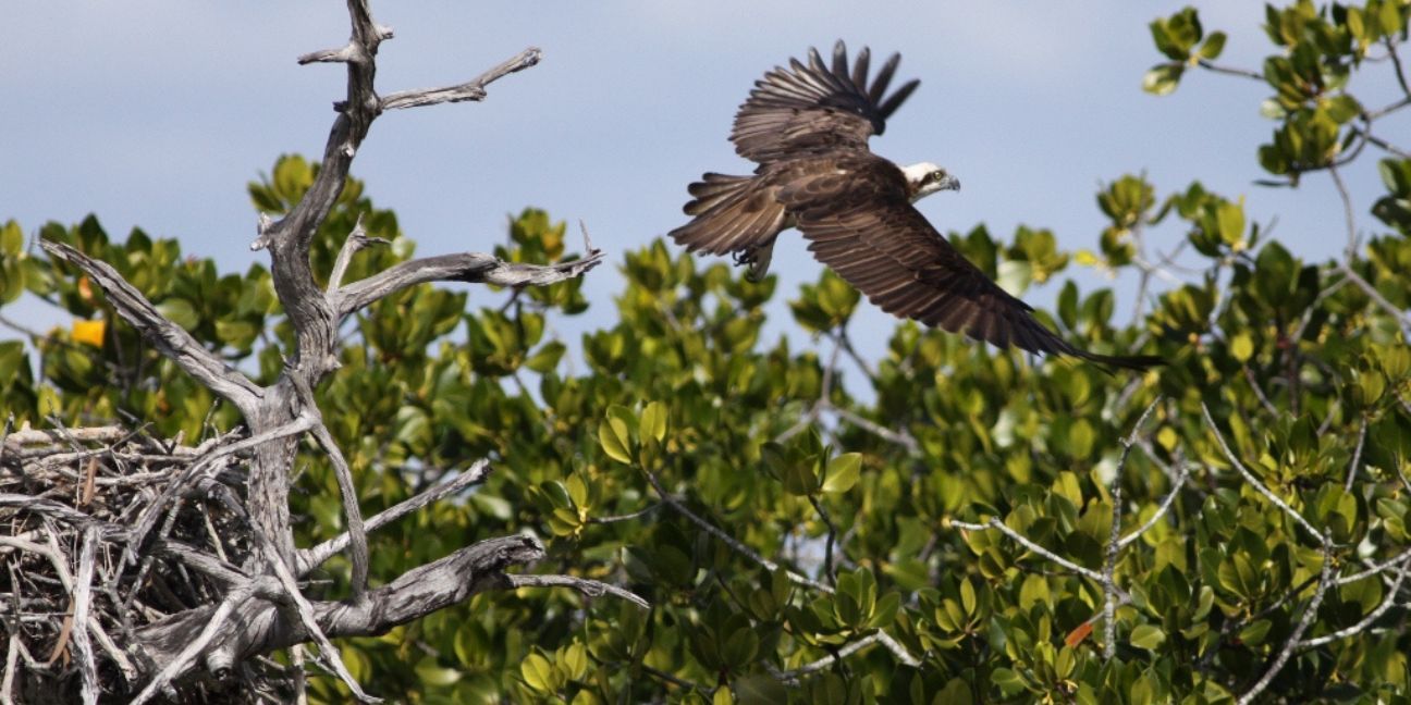 Brown bird with a white head flying away from a large nest of sticks