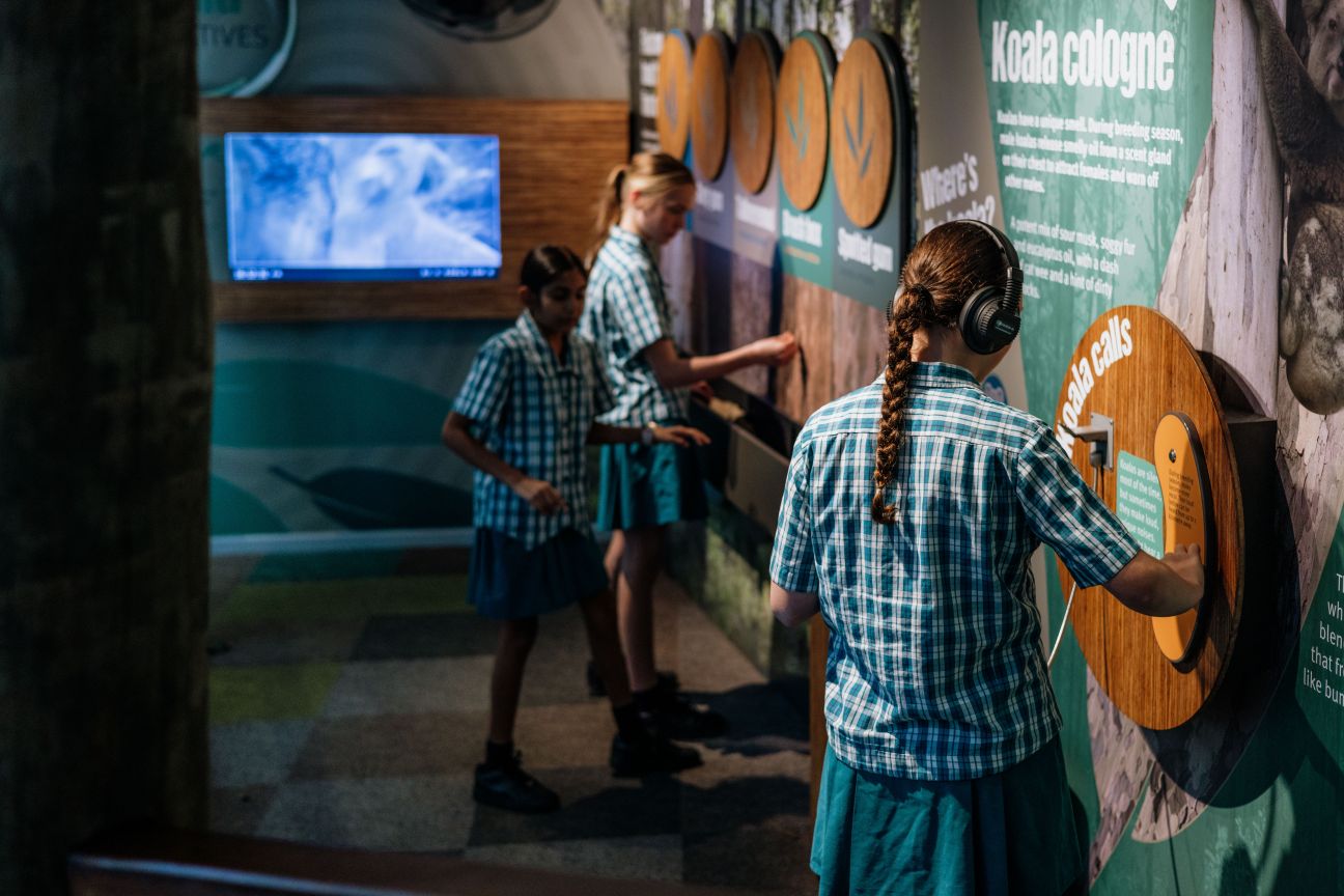 Photo of school children interacting with educational displays about finding koalas in the wild.