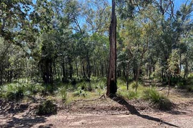 Forest on Curtis Island