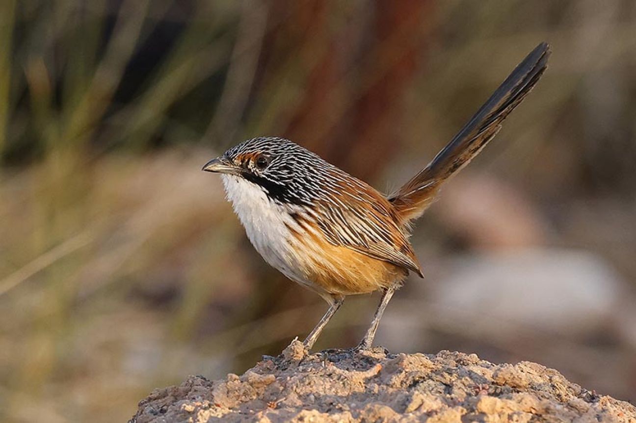 Carpentarian grasswren (Amytornis dorotheae )