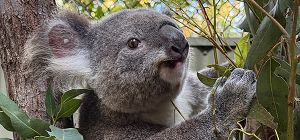Photo of female koala, Sadie, sits on a branch in her enclosure.