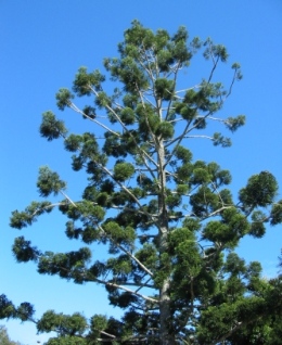Large hoop pines tower over the forest canopy. 