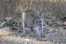 Park residents include agile wallabies. 