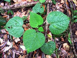 Image of stinging trees which should be avoided