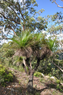 Grass trees grow near the summit.