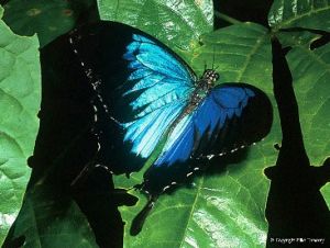 The Ulysses butterfly has become the symbol for Dunk Island. 