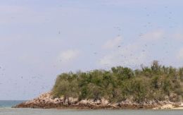 Image of Mitirinchi Island where many seabirds nest in the vegetation.