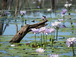 Willy wagtails snatch insects feeding on water lillies at Lake Nuga Nuga. 