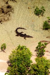 Image of a estaurine crocodile which are present in creeks, rivers, lagoons and along the coast.