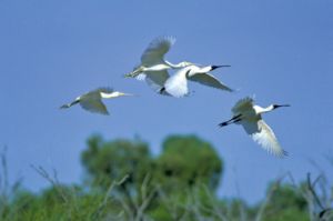Spoonbills and other wading birds fly long distances to Currawinya when conditions are right.