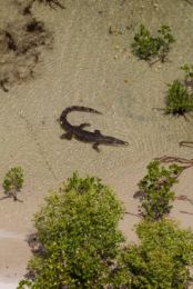 Estuarine crocodiles (Iiwayi or Nhapu) are common in the estuaries and on the beaches around the park. They are potentially dangerous. 