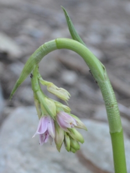 Look for small flowers like this pink nodding orchid Geodorum densiflorum growing on the forest floor. 