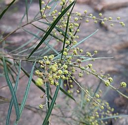 Acacia pubicosta is rare outside this area, but common here on exposed rock and cliffs. 