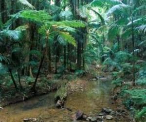 Image of subtropical rainforest which is just one of the vegetation types found in D'Aguilar National Park.