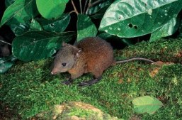 Musky rat-kangaroo.