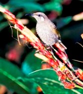 Lewins honeyeater