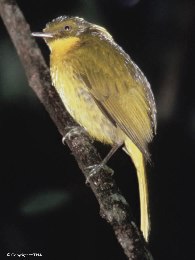 Golden bowerbird
