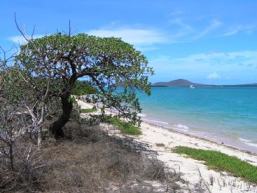 Coastal vegetation. 