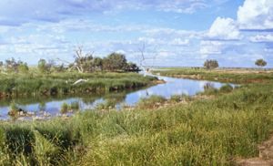 Lake Bindegolly National Park conserves one of the most important wetland systems in south-west Queensland. 