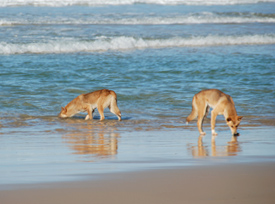 K'gari dingoes keep their population in balance with the available natural resources.