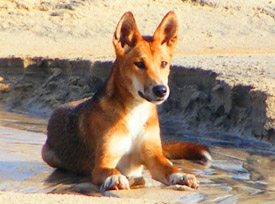 Photo of a dingo laying in a creek on a beach.
