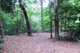 Site two, Rainforest camping area. 