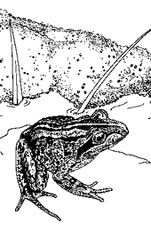Male striped marshfrogs Limnodynastes peronii guard floating foam egg-masses. 