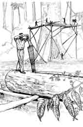 Pit saws were used in the early days to cut timber close to where it was felled.