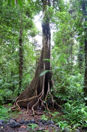 Well-buttressed trees can be seen along walking tracks.