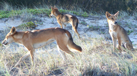 A preliminary dingo capture-mark-recapture experiment suggests there are approximately 200 individual dingoes on K'gari. 
