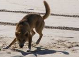 Jumps and lunges are tests of dominance; get involved and you could be mauled or killed.