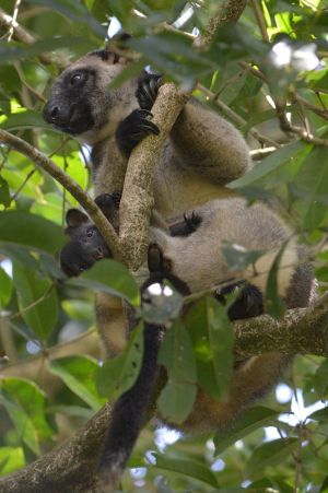 Photo of the Lumholtz's tree-kangaroo which Curtain Fig National Park is home to.