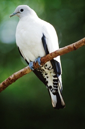 Image of a pied imperial-pigeon which migrate to Fitzroy Island from New Guinea.
