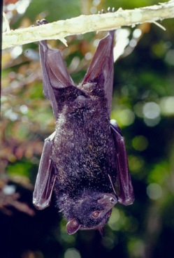 Image of a black flying-fox hanging from a branch.