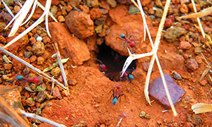 The vibrant colours of the park are seen in the landscape, plants and insects. 