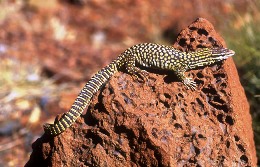 Ridge-tailed monitor basking in the sun on a rock.