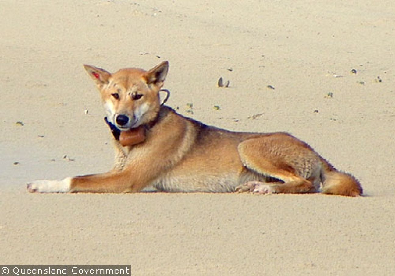 Fraser Island Dingoes