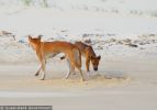 Fraser Island Dingoes